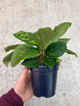 Load image into Gallery viewer, Homalomena Camouflage 4"