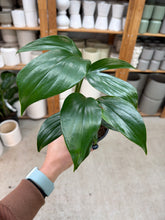 Load image into Gallery viewer, Rhaphidophora decursiva 4"
