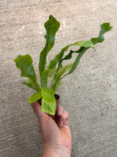 Load image into Gallery viewer, Microsorum musifolium ‘Crocodyllus’ 2&quot; - Crocodile Fern
