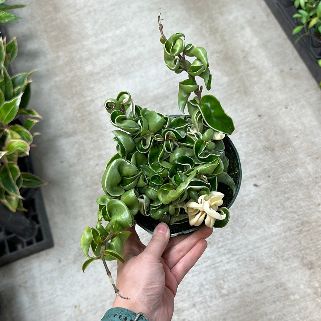 Hoya compacta variegata 6