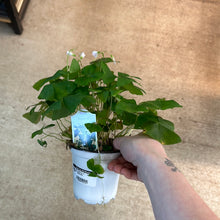 Load image into Gallery viewer, Oxalis sp. 4&quot; - Green Shamrock