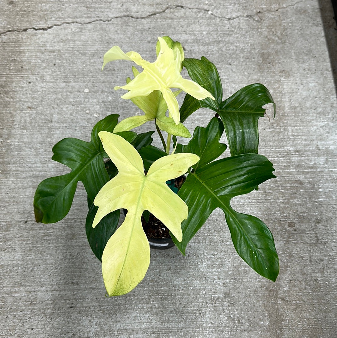 philodendron florida ghost buy Philodendron Florida Ghost 4" – Kent East Hill Nursery