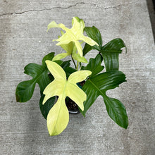 Load image into Gallery viewer, Philodendron Florida Ghost 4&quot;