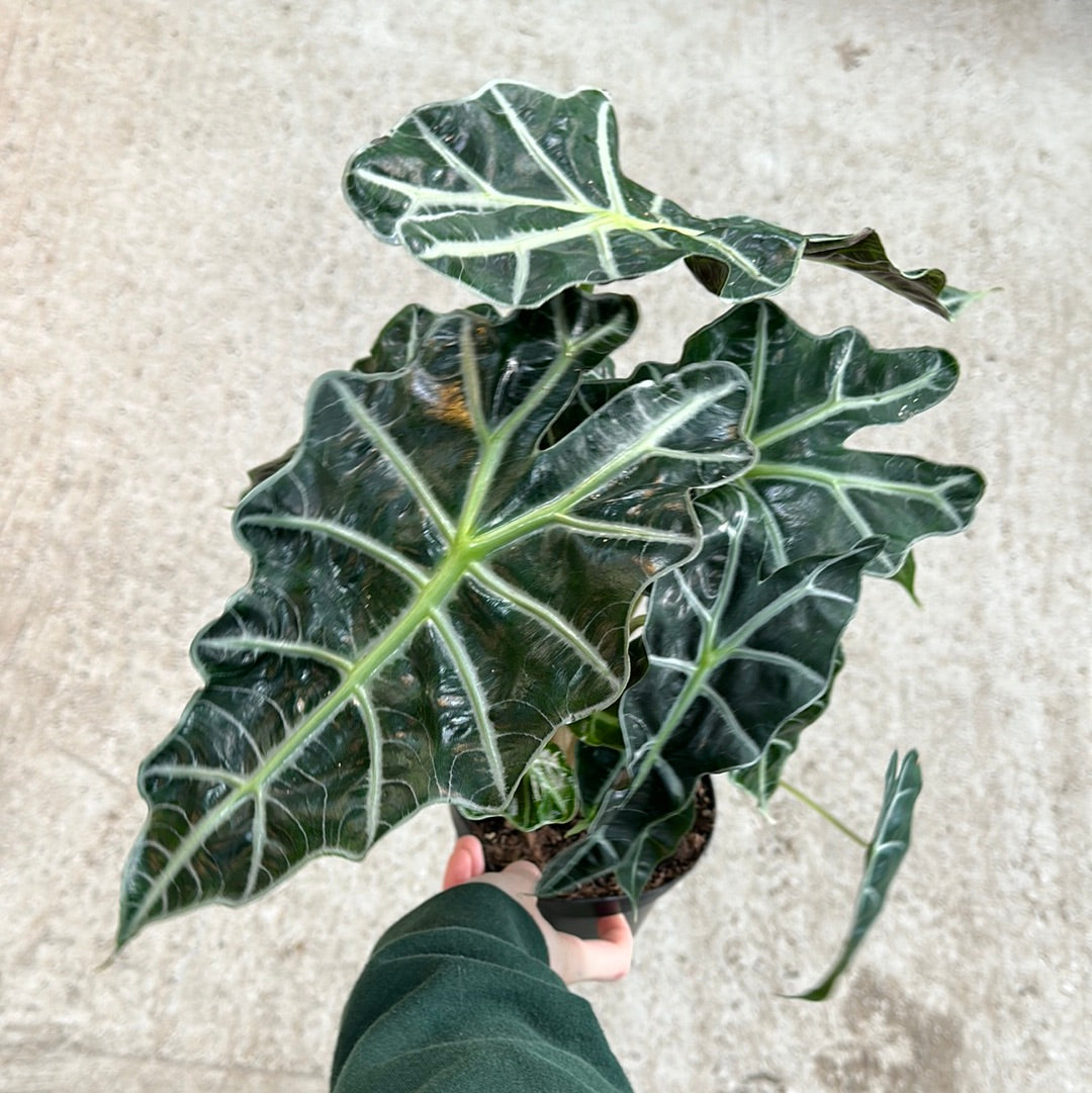 Alocasia Amazonica Polly 6"  Kent East Hill Nursery