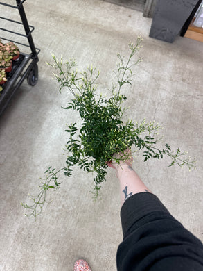 Jasminum polyanthum 4