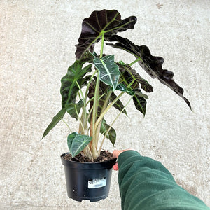 Alocasia Amazonica Polly 6"