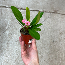 Load image into Gallery viewer, Euphorbia milii 3&quot; - Crown of Thorns