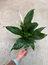 Load image into Gallery viewer, Spathiphyllum sp. 5" - Potted Peace Lily w/Ceramic