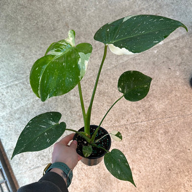 Monstera Thai Constellation Starter Plant 4