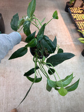 Load image into Gallery viewer, Epipremnum pinnatum Albo 6"