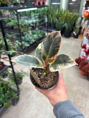 Ficus Tineke 4