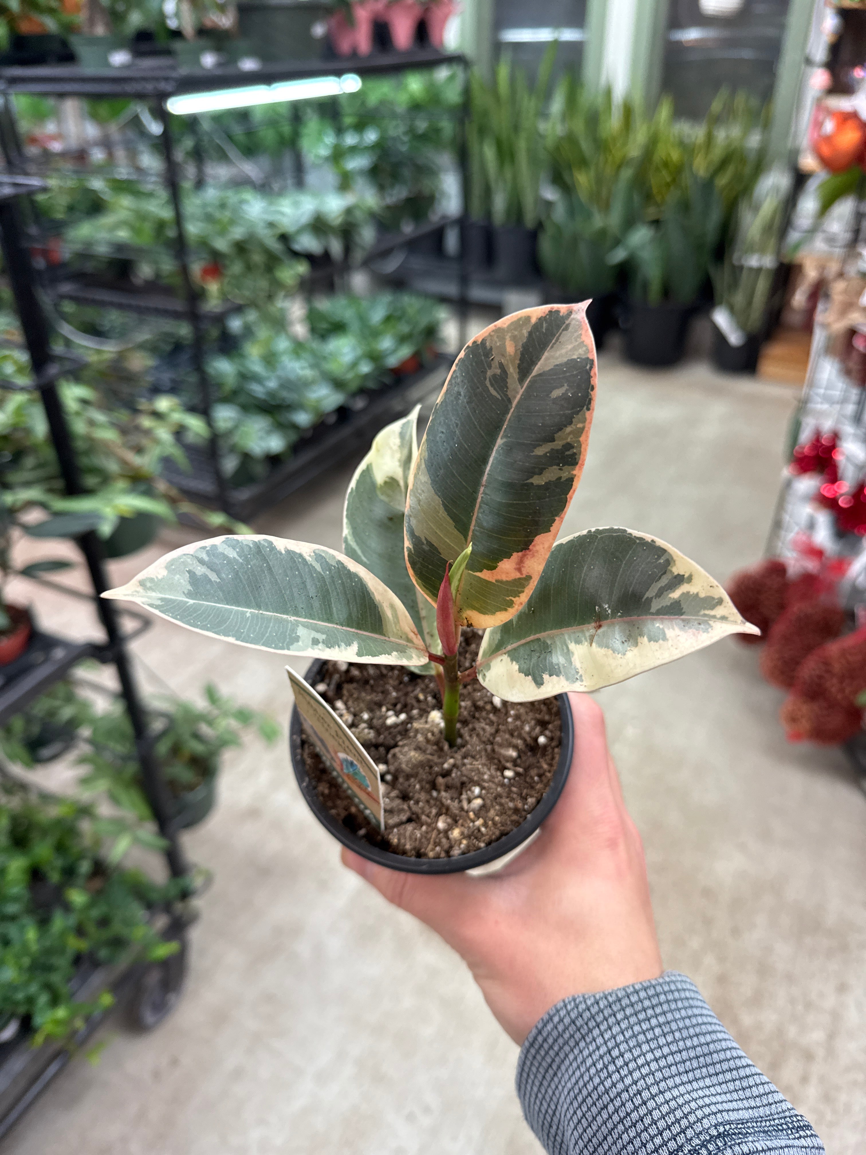 variegated rubber tree tineke Ficus Tineke 4"