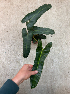 philodendron black billietiae Philodendron billietiae dark form 6"