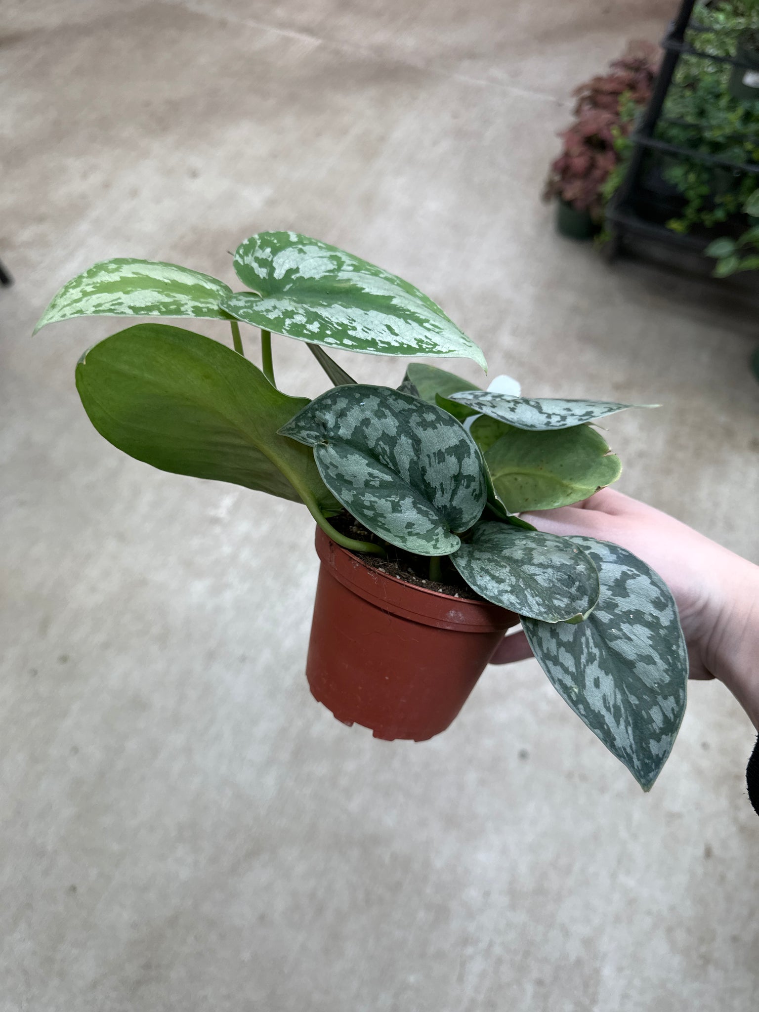 silver satin pothos benefits Scindapsus Silver Lady 4"