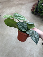Load image into Gallery viewer, Scindapsus Silver Lady 4&quot; - Satin Pothos