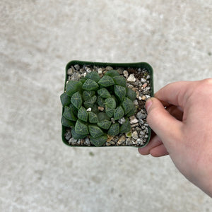 Haworthia retusa 4"