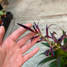 Load image into Gallery viewer, Bromeliad Tillandsia 4&quot;