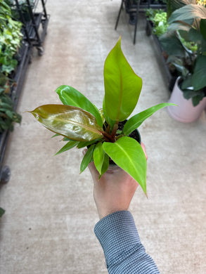 Philodendron Prince of Orange 4