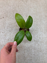 Load image into Gallery viewer, Hoya aceh gomas 2" - Wax Plant
