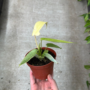 Philodendron Florida Ghost 4"