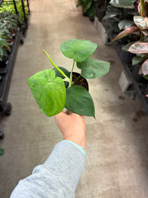Syngonium Ice Frost 4