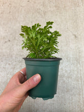 Load image into Gallery viewer, Selaginella kraussiana &#39;Frosty&#39; 4&quot; - Frosty Fern