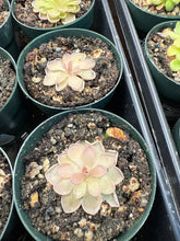 Load image into Gallery viewer, Pinguicula Ehlersiae x Mesophytica 2&quot; - Butterwort