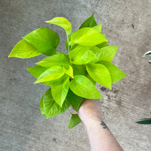Load image into Gallery viewer, Epipremnum aureum &#39;Neon&#39; 4&quot; - Pothos