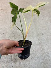 Load image into Gallery viewer, Syngonium Albo Podophyllum 4"