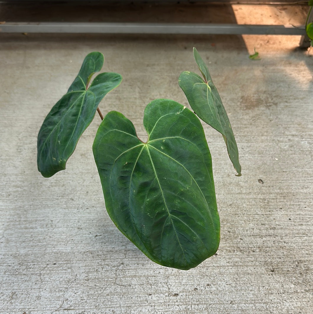 anthurium king of spades care Anthurium 'King of Spades x Ace of Spades' 4" – Kent East Hill Nursery