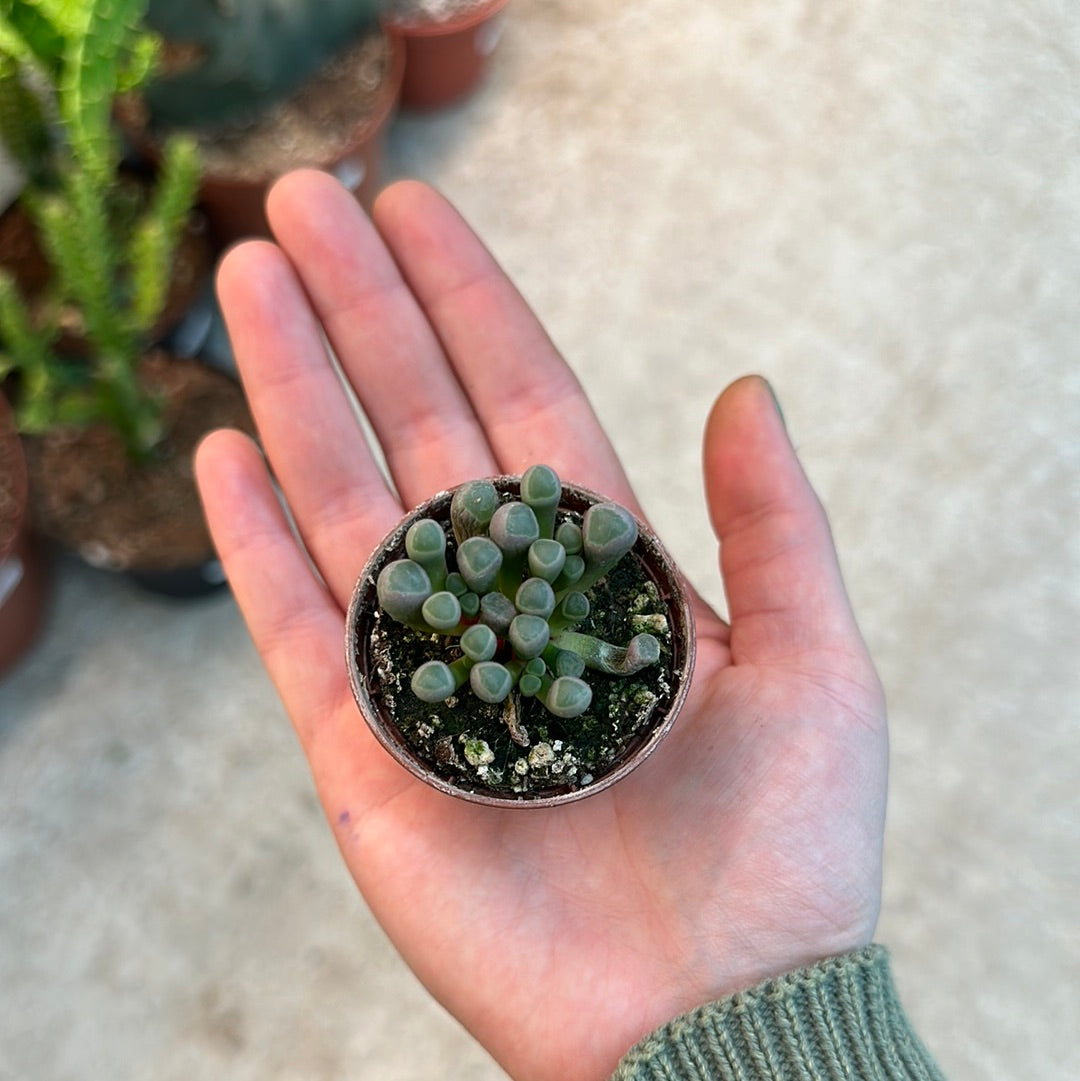 baby toe succulent Fenestraria rhopalophylla 'Baby Toes' 2 Inch