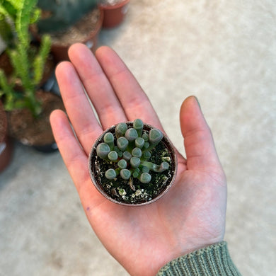 Fenestraria rhopalophylla 2” - Baby Toes