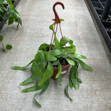 Load image into Gallery viewer, Epiphyllum oxypetalum 8&quot; HB - Night Blooming Cactus