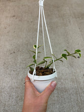Load image into Gallery viewer, Hoya 'Bella Variegata' 2"