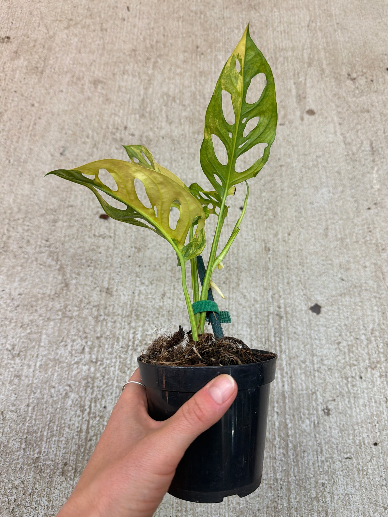 monstera adansonii aurea price Monstera Adansonii Variegata Aurea 4" – Kent East Hill Nursery