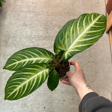 Xanthosoma magnificum 4