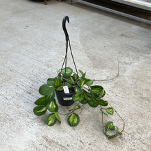 Load image into Gallery viewer, Hoya Obovata Reverse Variegated 6&quot; HB