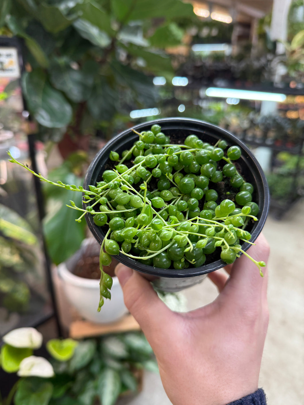 Senecio Rowleyanus 4