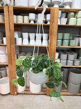 Load image into Gallery viewer, Scindapsus sp. 6" Hanging Basket - Satin Pothos
