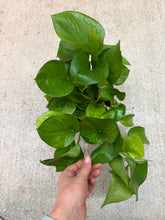 Load image into Gallery viewer, Epipremnum aureum 'Lemon Top' 6" - Pothos