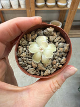 Load image into Gallery viewer, Pinguicula esseriana Buena Vista 2" - Butterwort