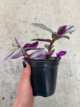 Load image into Gallery viewer, Tradescantia &#39;Nanouk&#39; 4&quot;