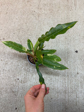 Load image into Gallery viewer, Philodendron Ring of Fire 4&quot;