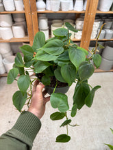 Load image into Gallery viewer, Philodendron cordatum 6" - Heartleaf Philodendron