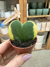 Load image into Gallery viewer, Hoya Kerrii Variegated 2" - Single Leaf