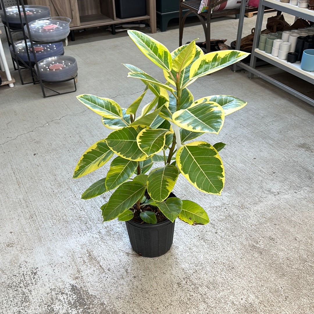 variegated ficus altissima Ficus altissima 8" Std – Kent East Hill Nursery