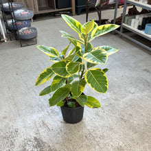 Load image into Gallery viewer, Ficus altissima 8&quot;
