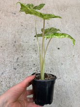 Load image into Gallery viewer, Alocasia odora 'Batik' 4" - Elephant Ear