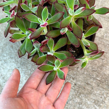 Load image into Gallery viewer, Echeveria Ruby Slipper 6&quot;