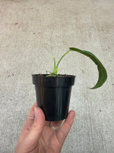 Load image into Gallery viewer, Anthurium Warocqueanum Dark Form 3&quot;